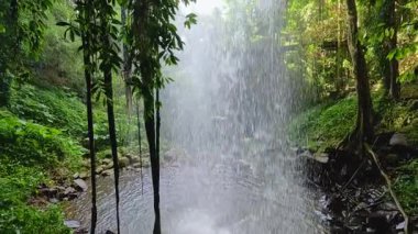 A gentle waterfall cascades amidst lush greenery in Dorrigo National Park, creating a tranquil and refreshing atmosphere