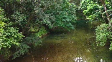 Aerial view of a tranquil rainforest stream surrounded by dense greenery, captured in soft natural lighting