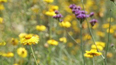 Sarı ve mor çiçekler yaz tarlasında yetişiyor. 