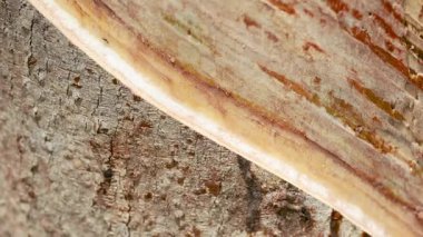 Close-up of latex dripping from a rubber tree into a collection pan, captured in natural lighting