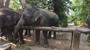 elephants are eating and drink in a zoo