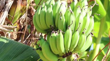 Observe the gradual ripening of green bananas in a tropical setting through a detailed time-lapse sequence.