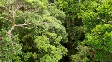 Drone footage captures dense, vibrant rainforest canopy with diverse flora in Port Douglas, Australia, under soft, natural lighting