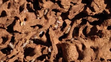Close-up of termites and ants interacting within a complex nest structure, highlighting their busy activity and natural habitat