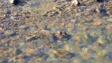 Clear water gently flows over a rocky shoreline in Akaroa, New Zealand, under natural daylight, capturing serene coastal beauty