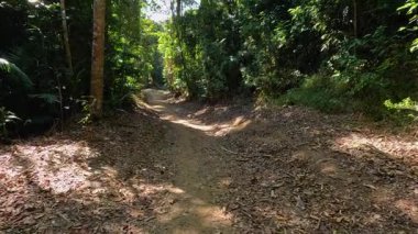 A serene walk along a sun-dappled trail in a dense rainforest, capturing the interplay of light and nature