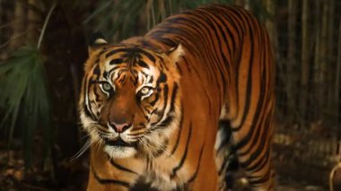 Tiger moving through a zoo habitat