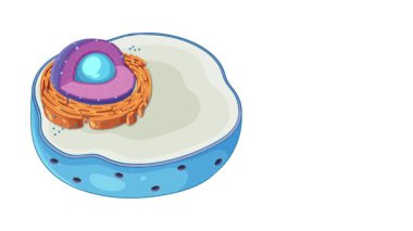 Illustrated animation highlighting the Golgi apparatus within an animal cell, showcasing its structure and function in cellular biology