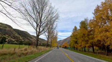 Sonbahar boyunca Yeni Zelanda 'da ağaçlarla kaplı bir yol boyunca sakin bir sürüş, canlı yapraklar ve dağlık manzaralar sergiliyor.