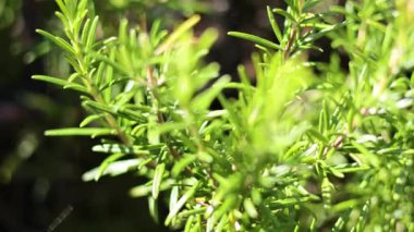 Güneş ışığında biberiye bitkisine yakın çekim