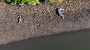 Mangrovlarla çevrili çamurlu bir nehir kıyısında, parlak güneş ışığı altında uzanan tuzlu su timsahının hava görüntüsü.