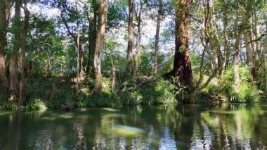 Yansıtıcı suyla sakin orman sahnesi