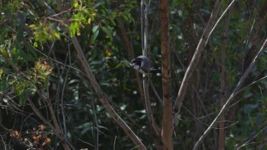 Kuş sık ormanda dallara tünemiş.