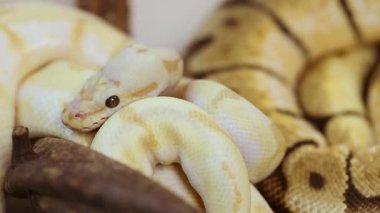 Bir mısır yılanı dalda dinlenir, canlı pullarını yumuşak ışıkta sergiler. Çevre sakin ve doğal.