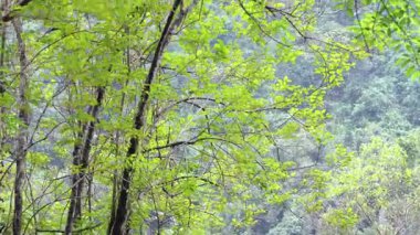 Rüzgarda sallanan yapraklar, dingin orman arkaplanı