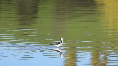 Siyah kanatlı stilt, parlak doğal ışık altında Yeni Zelanda, Akaroa 'daki yansıtıcı sularda zarifçe yürür.
