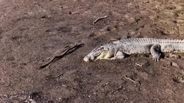 Tuzlu su timsahı, Avustralya, Queensland, Port Douglas 'taki güneşli, çamurlu bir nehir kıyısında hareketsiz yatar ve doğal yaşam alanını gösterir.