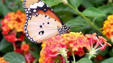 Renkli lantana çiçeklerine nazikçe tünemiş bir kelebek çarpıcı turuncu ve siyah kanatlarını sergiliyor..