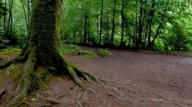 Yosun kaplı ağaçlarla dolu yemyeşil orman