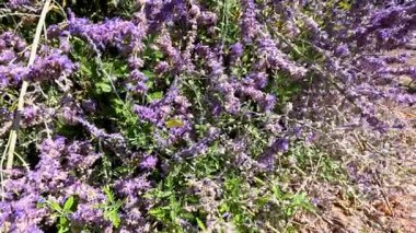 Kelebek, canlı lavanta çiçeklerinde çırpınır.