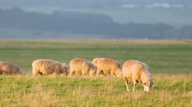 Manzaralı bir tarlada otlayan koyunlar.