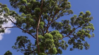 Güneşli bir parkta uzun bir ağaç