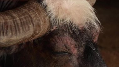 Bir bufalonun kafasının makro görüntüsü, boynuzlarına ve gözlerine odaklanmış, böceklerle birlikte. Doğal ışıklandırma dokuyu geliştirir