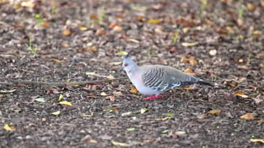 Bir İbikli Güvercin, Gold Coast 'ta orman zemininde yiyecek arar. Sabit bir kamerayla doğal ışık altında yakalanır.