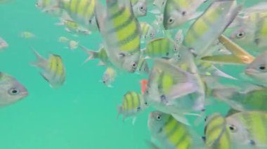 Berrak Yengeç sularında canlı balıklar akın ediyor