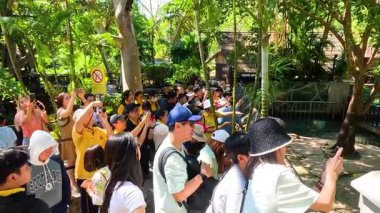 Ziyaretçiler Chonburi 'deki Khao Kheow Açık Hayvanat Bahçesi' ndeki bir su aygırının etrafında toplandılar. Parlak gün ışığı canlı atmosferi güçlendirir.