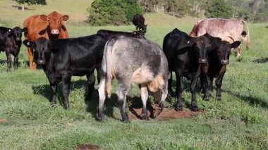 İnekler yeşil bir çayırda huzur içinde otluyor.