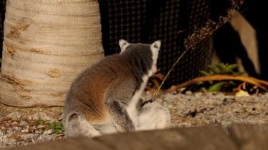Lemur etrafı kolaçan etti.