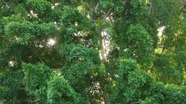 Güneş ışığı yoğun yeşil yaprakların arasından yavaşça süzülerek Gold Coast, Avustralya 'da sakin ve doğal bir atmosfer yaratır.