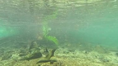 Su altı manzaralı sakin, doğal bir kanal.