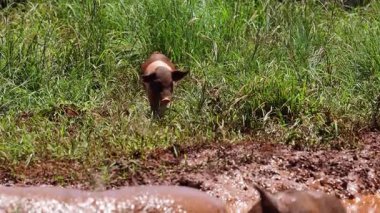 Bir domuz yavrusu çamur ve otların arasında gezinir..