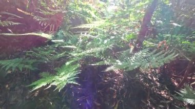 Ağaçların arasından süzülen güneş ışığıyla yemyeşil