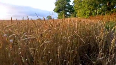 Edinburgh 'da gün batımında altın buğday tarlası