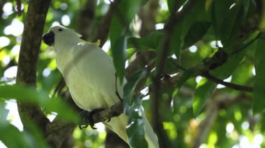 Beyaz kakadu çevresiyle etkileşim halinde.