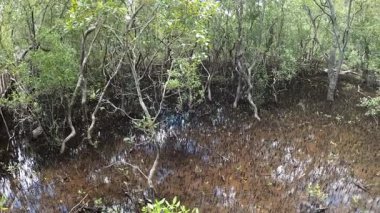 Bir sulak arazinin zaman atlaması kuruyor