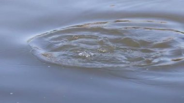 Sakin bir su yüzeyine yayılmış dairesel dalgalanmalar
