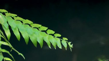 Yeşil yapraklar yavaşça koyu bir arkaplanda hareket ediyor