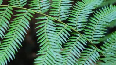 Ormandaki eğreltiotunun yakın çekimi