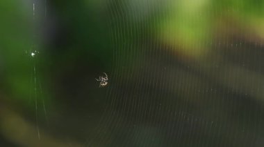 Örümcek ağı oluşturur, doğal arkaplan