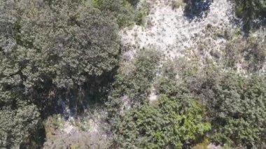 İnsansız hava araçları çeşitli kıyı bitkileri gösteriyor.