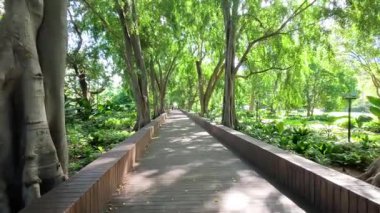 Doğadaki ahşap bir patika boyunca sakin bir yürüyüş.