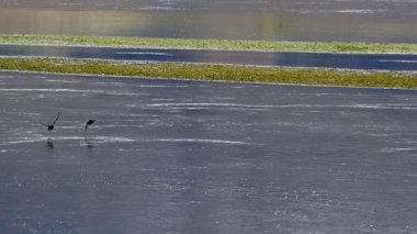 Ördekler zarif bir şekilde uçarak Yeni Zelanda 'daki Wanaka Gölü' ne indiler. Doğal ışıkta sakin su yansımalarıyla yakalanmış.