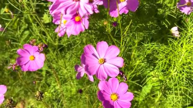 Canlı kozmos çiçekleri yemyeşil bahçede açar.