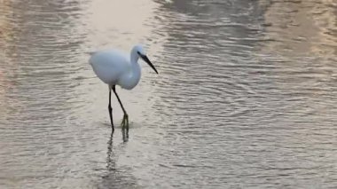 Titreyen bir gölün kıyısında beyaz bir balıkçıl geziniyor.