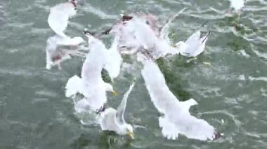 Martılar su yüzeyinde saldırganca besleniyor.