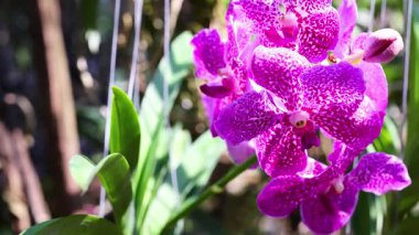 Vibrant orchid blooms in Bangkok's floating market